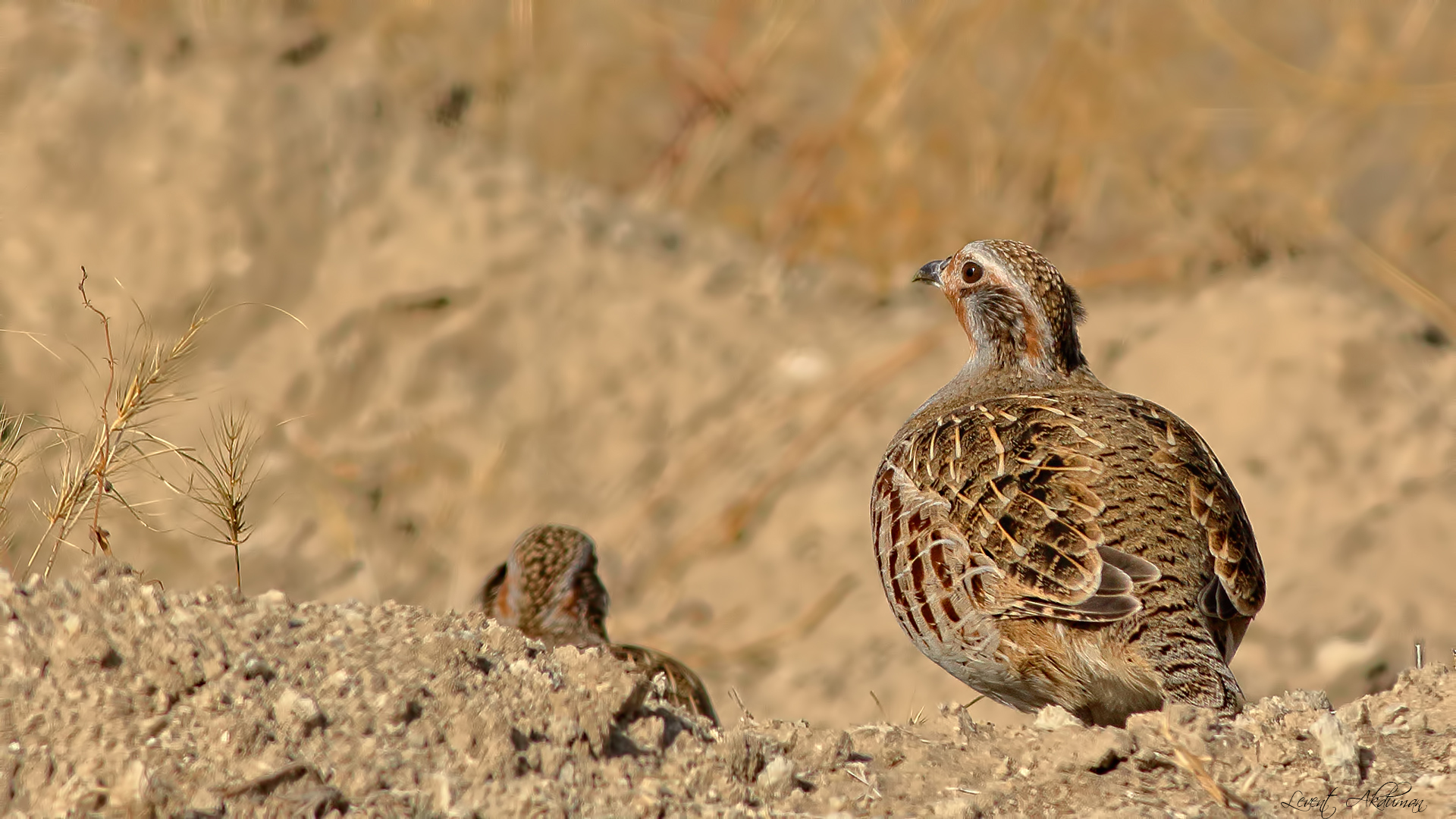 Gray Partridge